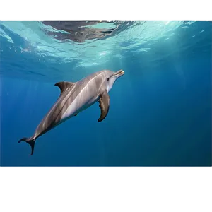 Swimming With Dolphins Experience Png 3 PNG Image