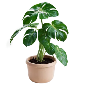 Swiss Cheese Plant Png Xuj55 PNG Image