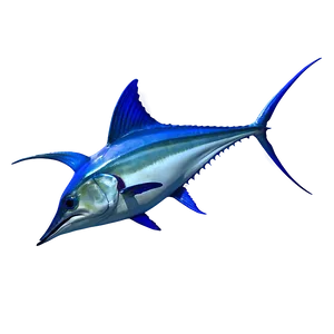 Swordfish Vs Marlin Png 28 PNG Image