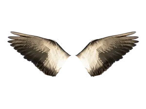 Symmetrical Bird Wingson Black Background PNG Image