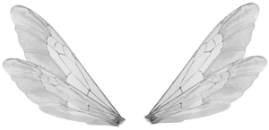 Symmetrical Insect Wings Black Background PNG Image