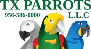 T X Parrots Logo Graphic PNG Image