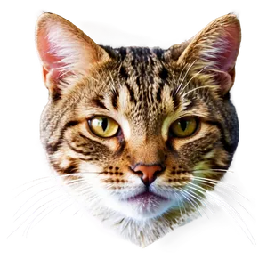 Tabby Cat Face Png 06122024 PNG Image