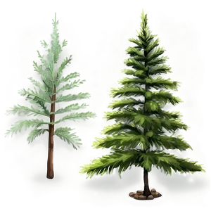 Tall Evergreen Tree Png 06212024 PNG Image