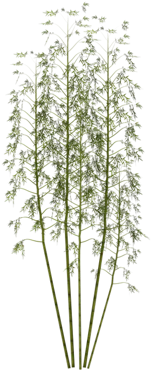 Tall Green Bamboo Cluster.png PNG Image