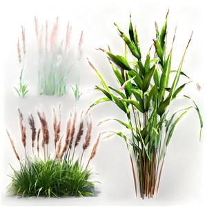 Tall Ornamental Grass Png Pri PNG Image