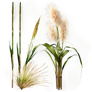 Tall Pampas Grass Png Odj94 PNG Image