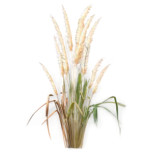 Tall Pampas Grass Png Ulb PNG Image