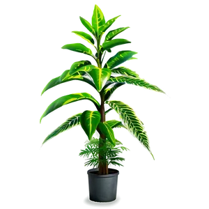 Tall Plant C PNG Image