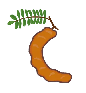 Tamarind Fruitand Leaves Illustration PNG Image