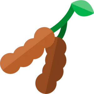 Tamarind Pod Vector Illustration PNG Image