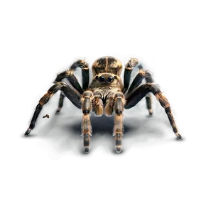 Tarantula In The Dark Png Kdw PNG Image