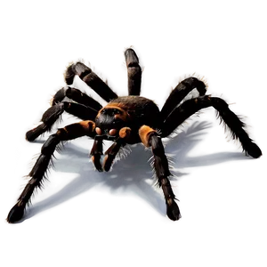 Tarantula Silhouette Png Xfd28 PNG Image