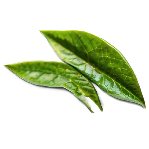 Tea Leaf A PNG Image