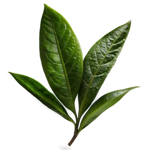 Tea Leaf C PNG Image