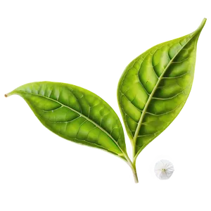 Tea Leaf D PNG Image