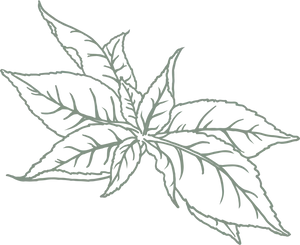 Tea Leaf Sketch Art PNG Image