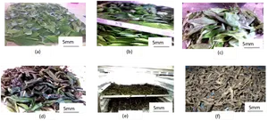 Tea Leaves Processing Stages PNG Image