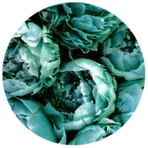 Teal Rose Circle Abstract PNG Image