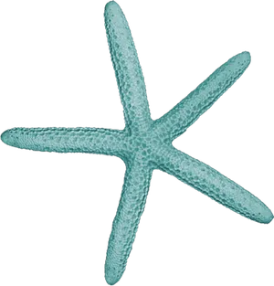 Teal_ Starfish_ Clipart PNG Image