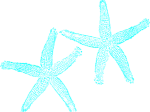 Teal Starfish Duo PNG Image