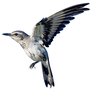 Tennessee State Bird Mockingbird Png Dxk PNG Image