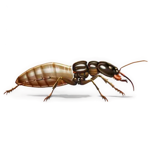 Termite Worker Drawing Png 76 PNG Image