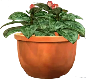 Terracotta Plant Potwith Flowering Plant PNG Image