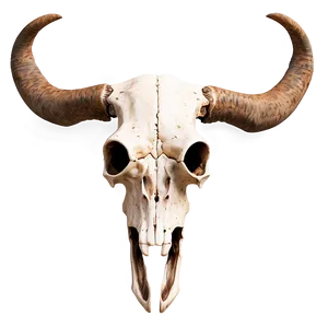 Textured Longhorn Skull Model Png Ohx34 PNG Image