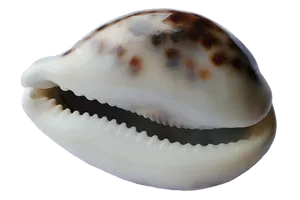 Textured Seashellon Black Background PNG Image