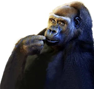 Thoughtful Gorilla Portrait PNG Image