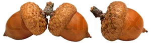 Three Acorns Isolatedon White PNG Image