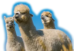 Three Alpacas Blue Sky Background PNG Image