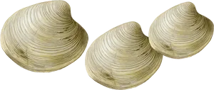 Three Clams Isolated PNG Image