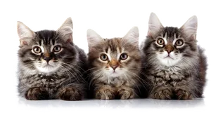 Three Fluffy Kittens PNG Image