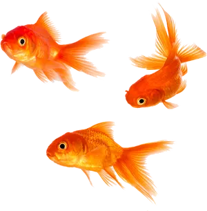 Three Goldfish Swimming PNG Image