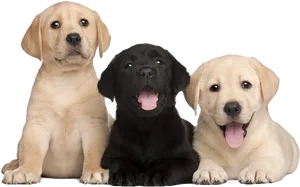 Three Labrador Puppies Smiling PNG Image