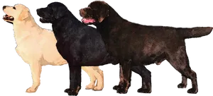 Three Labrador Retriever Coat Colors PNG Image