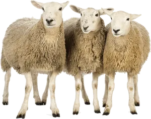 Three Sheep Friends PNG Image