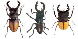 Three_ Stag_ Beetles_ Showcase PNG Image