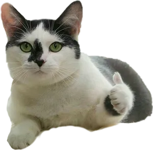 Thumbs Up Cat Meme PNG Image