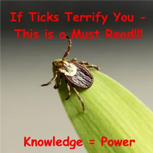 Tick Information Alert PNG Image