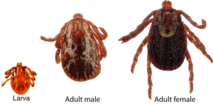 Tick Life Cycle Stages PNG Image