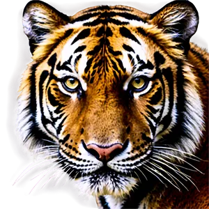 Tiger Face Close-up Png Gur15 PNG Image