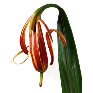 Tiger Lily Flower Png Hae60 PNG Image