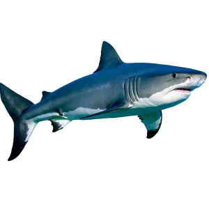 Tiger Shark Side View Png Gyc PNG Image