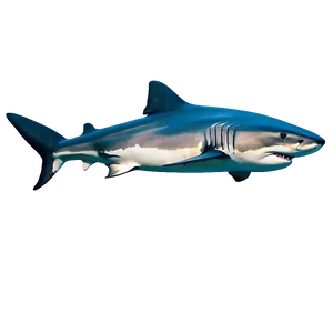 Tiger Shark Vector Design Png 91 PNG Image