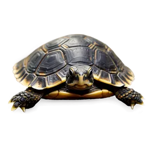 Tiny Baby Turtle Png Msi PNG Image