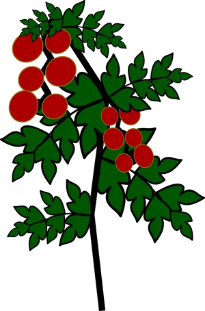 Tomato Branches Vector Art PNG Image