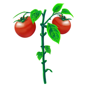 Tomato Plant Flower Png Hln80 PNG Image